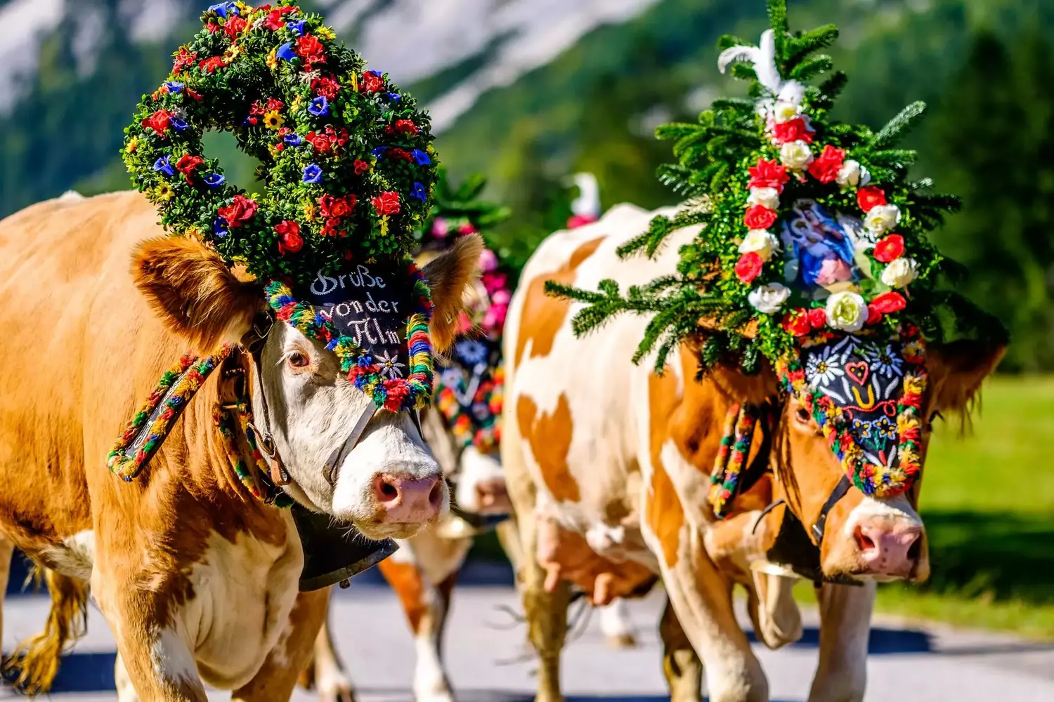 Herbstzeit ist die Zeit der Almabtriebe